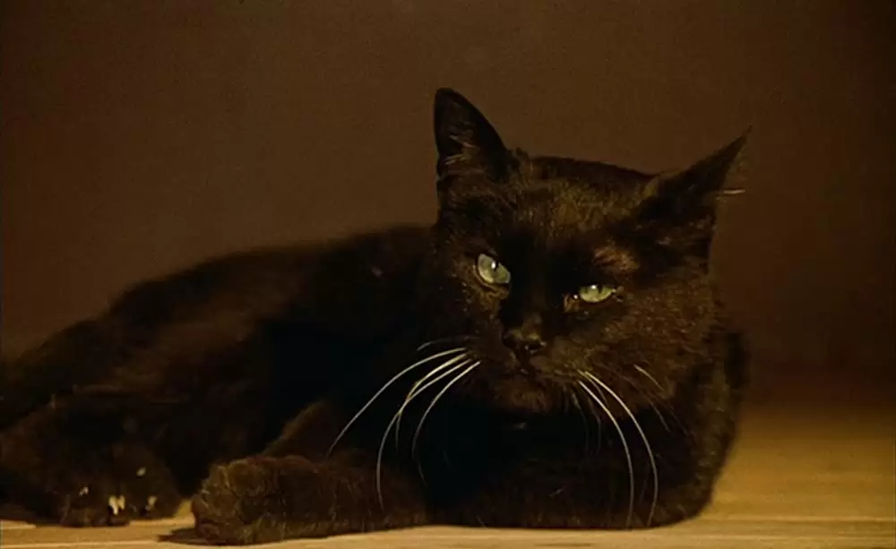 ミツバチのささやきの画像