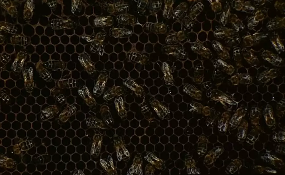 ミツバチのささやきの画像