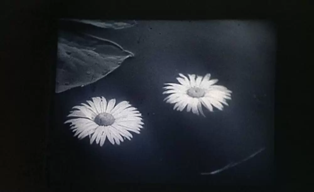 ミツバチのささやきの画像