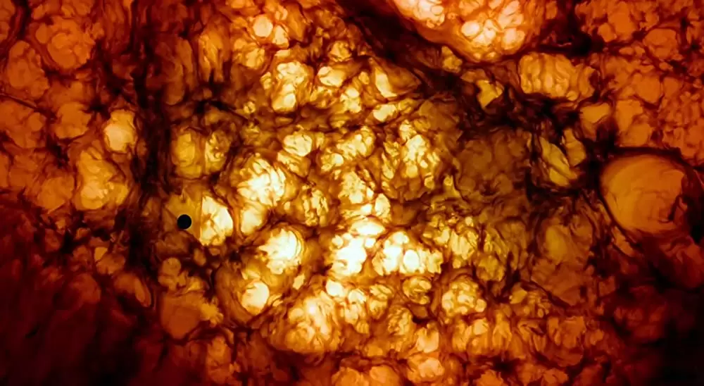 ツリー・オブ・ライフの画像