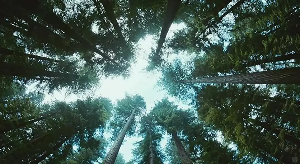 ツリー・オブ・ライフの画像