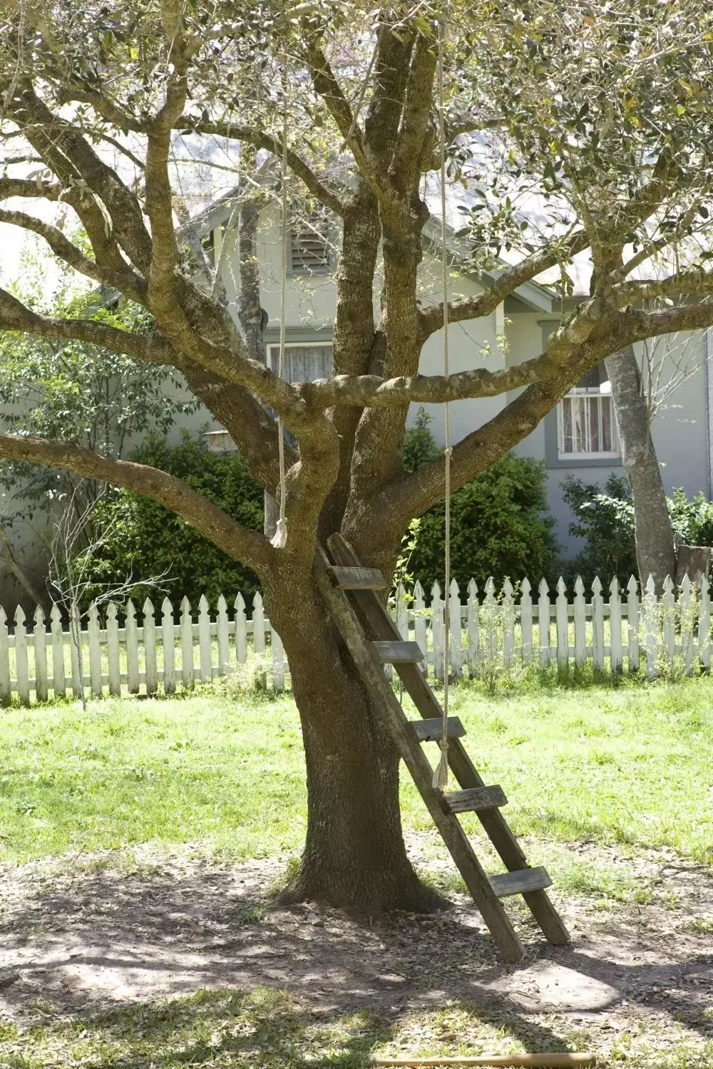 ツリー・オブ・ライフの画像