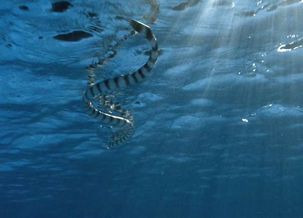 「ツリー・オブ・ライフ」の画像