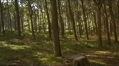 黒猫・白猫の画像