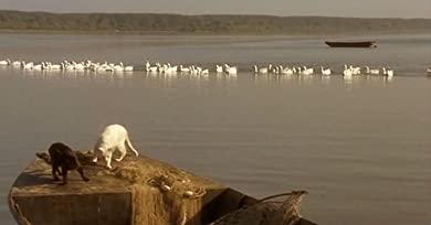 黒猫・白猫の画像