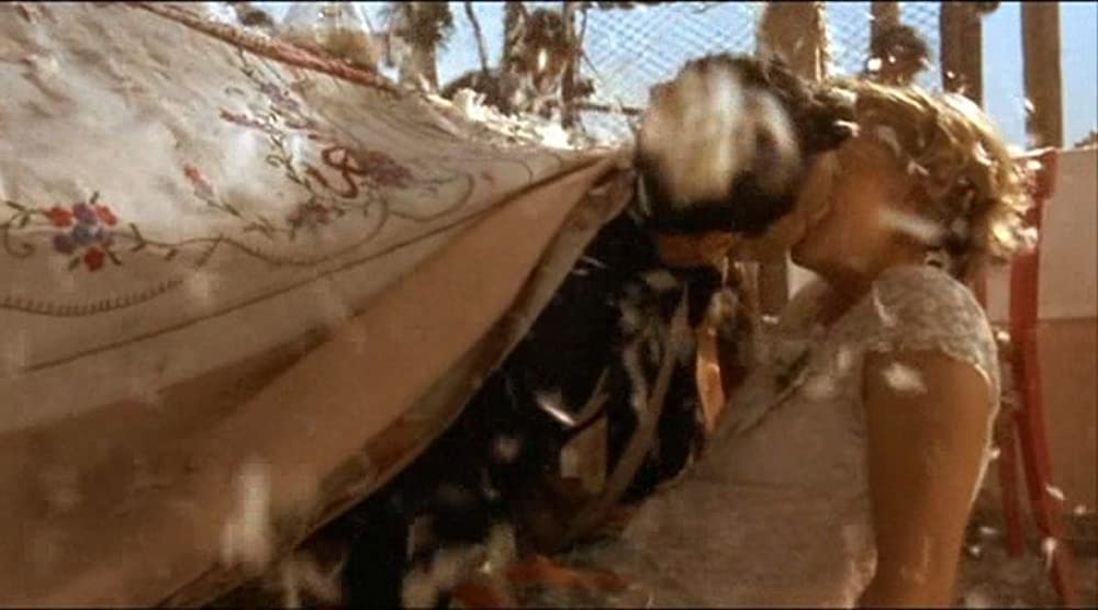 黒猫・白猫の画像