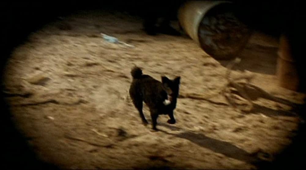 黒猫・白猫の画像