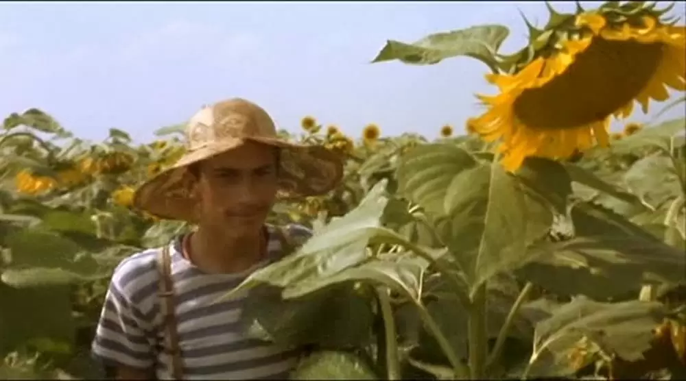 黒猫・白猫の画像