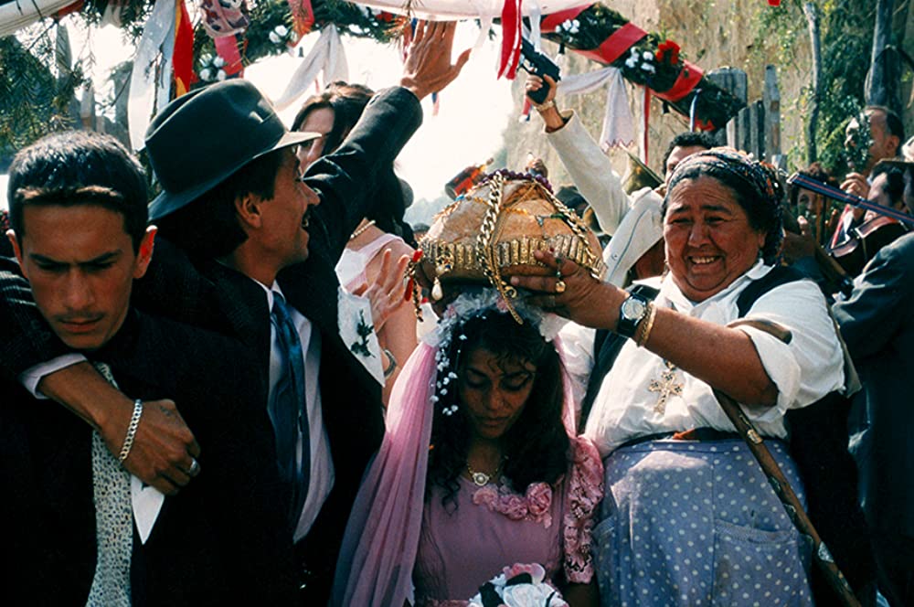 黒猫・白猫の画像