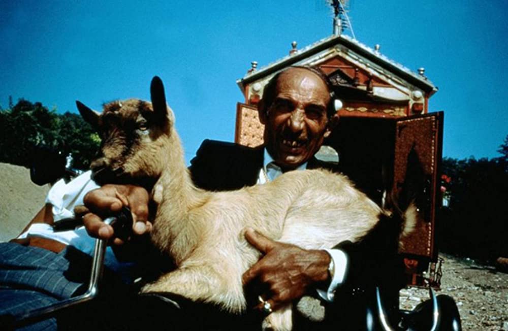 黒猫・白猫の画像