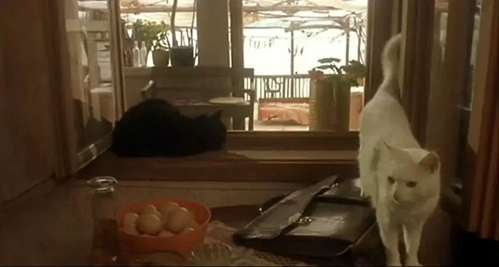 黒猫・白猫の画像