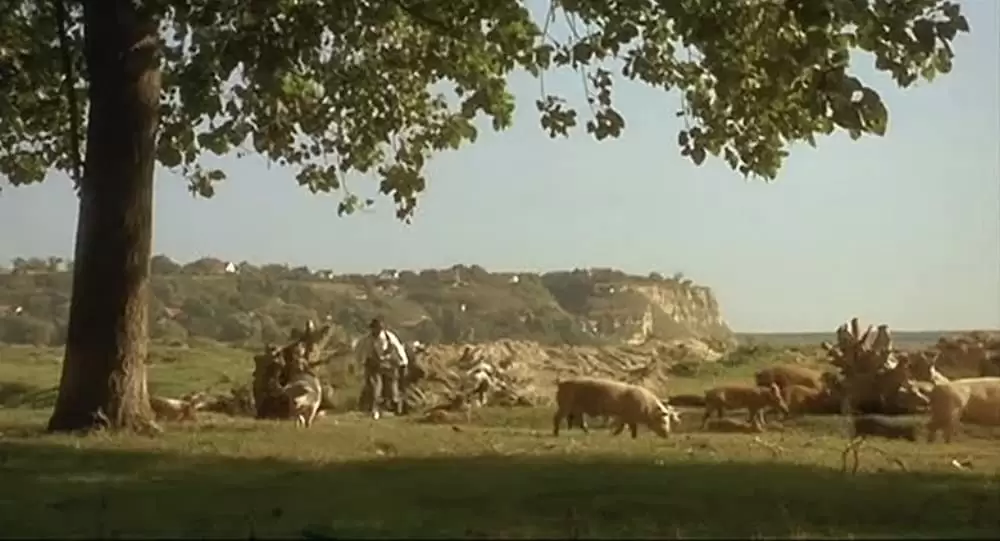 黒猫・白猫の画像