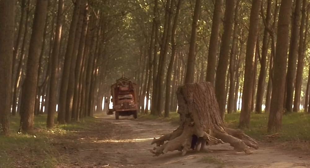 黒猫・白猫の画像