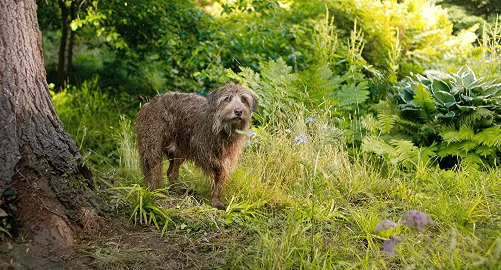 シークレット・ガーデンの画像