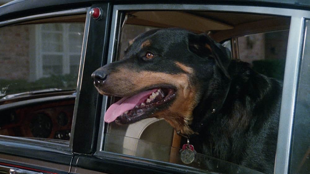 Play Dead（原題）の画像