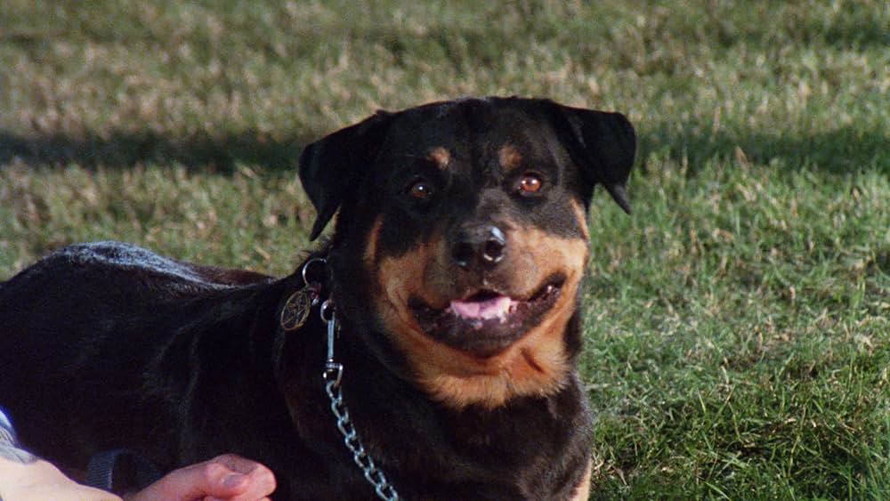 Play Dead（原題）の画像