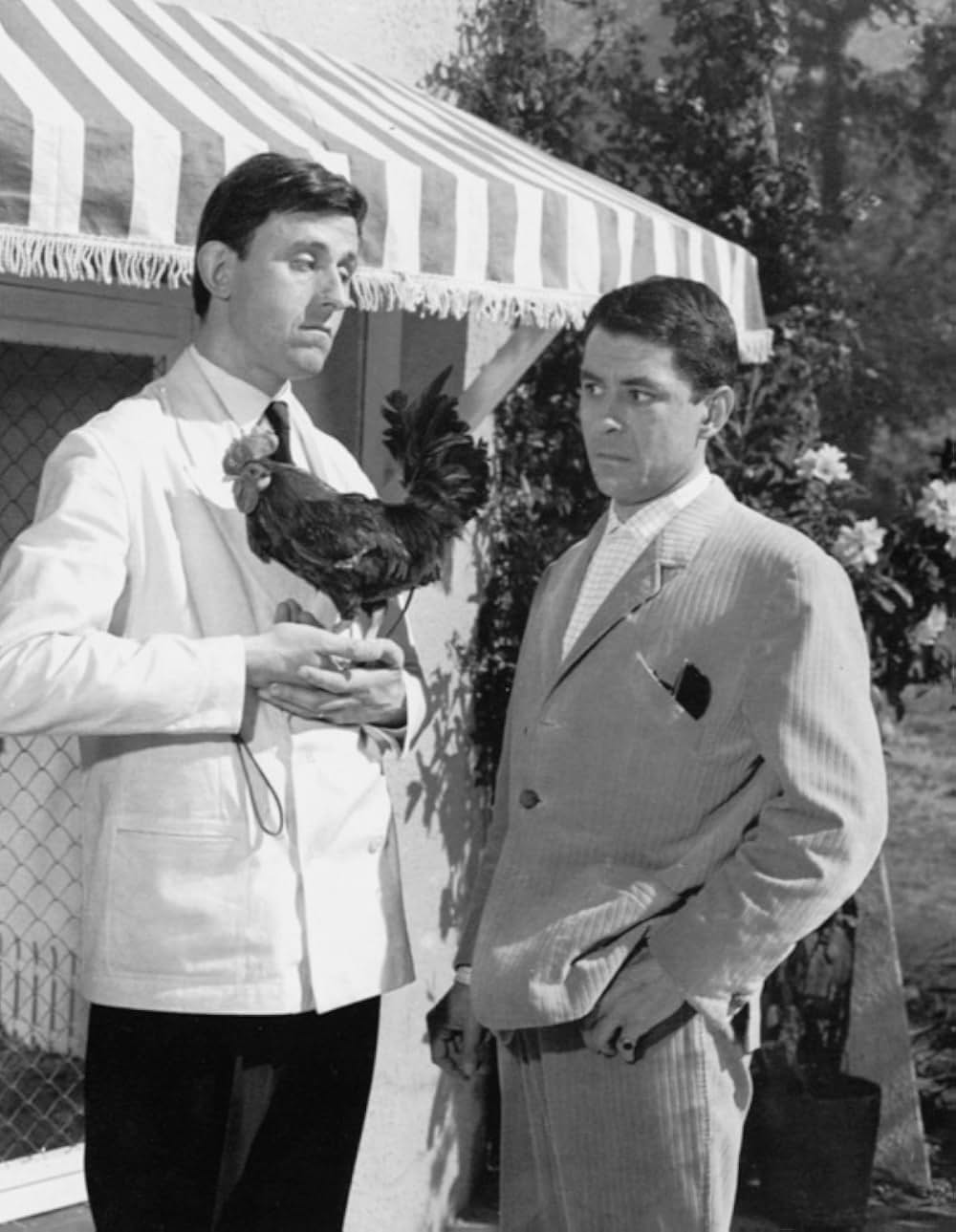 プイック・プイックの画像