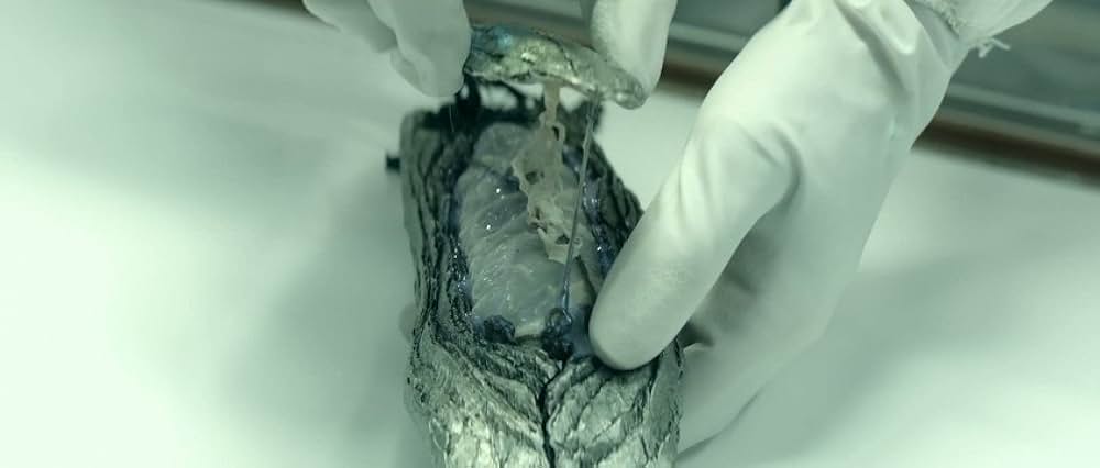 ターミニャスの画像