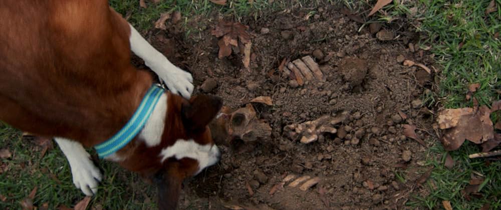 ゴーストハウスの番犬の画像