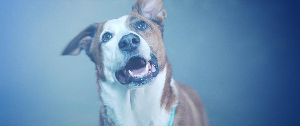 ゴーストハウスの番犬の画像