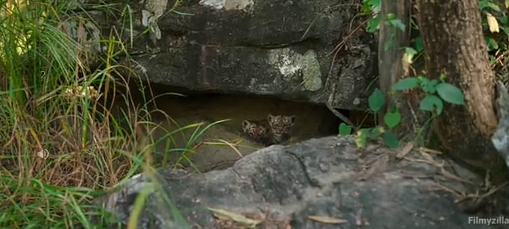 Sherni（原題）の画像