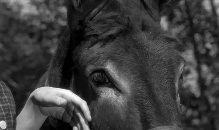 バルタザールどこへ行くの画像