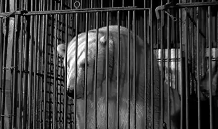 バルタザールどこへ行くの画像