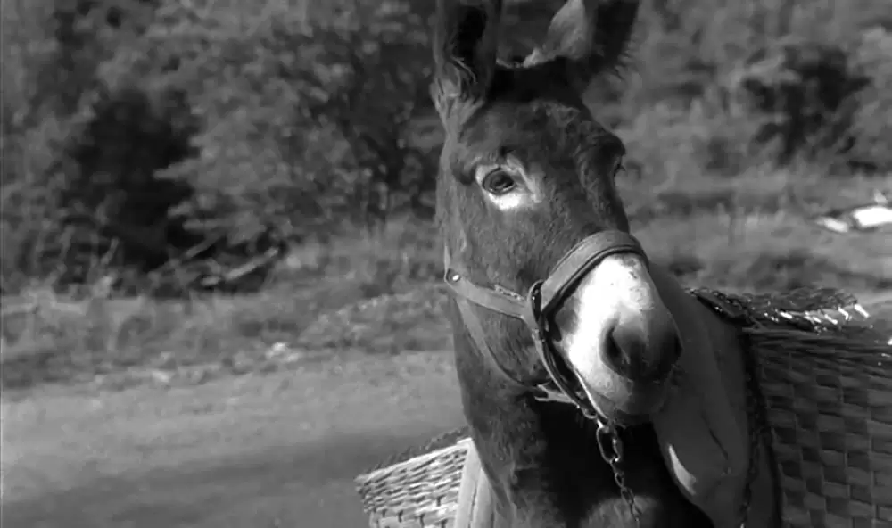 バルタザールどこへ行くの画像