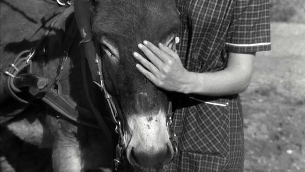 バルタザールどこへ行くの画像