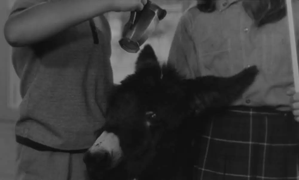 バルタザールどこへ行くの画像