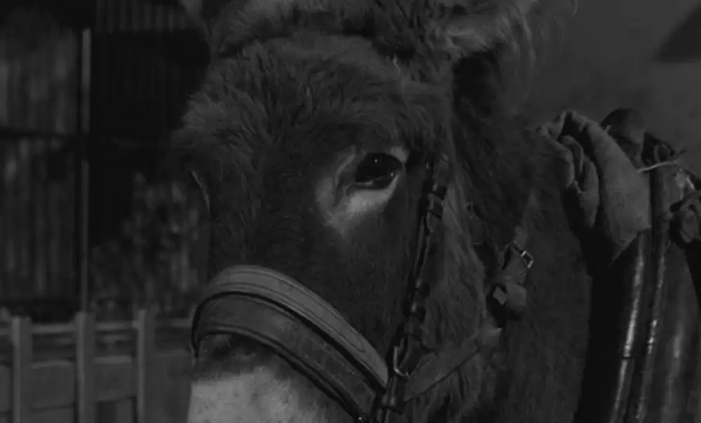 バルタザールどこへ行くの画像