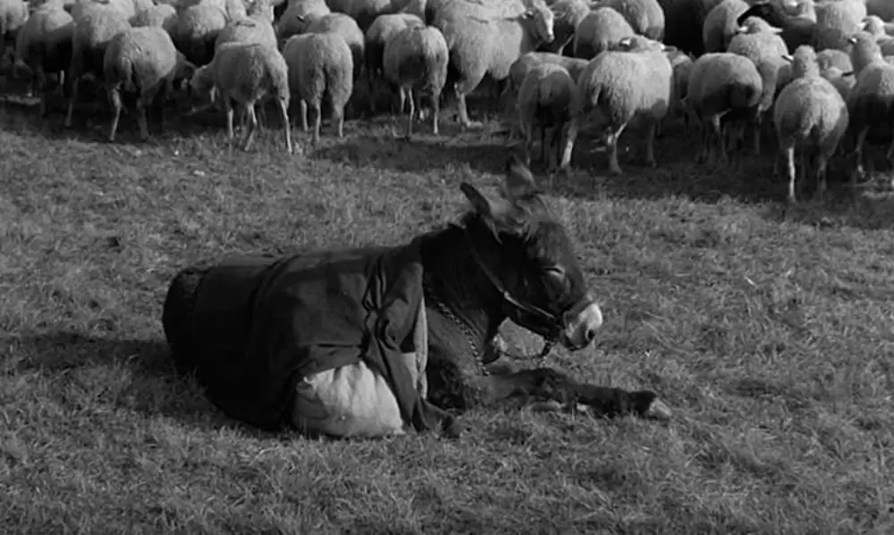 バルタザールどこへ行くの画像