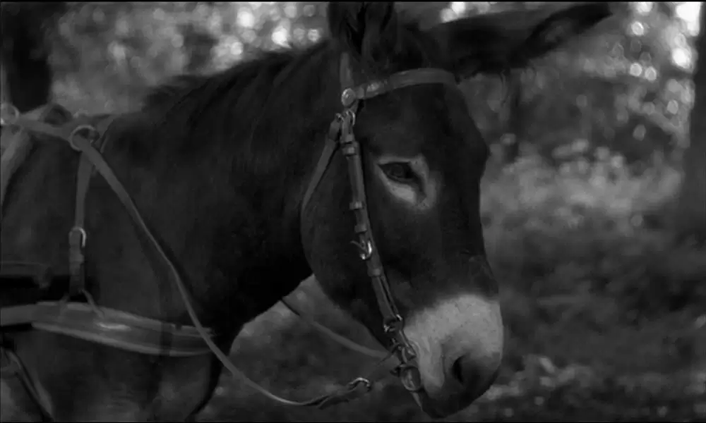 バルタザールどこへ行くの画像