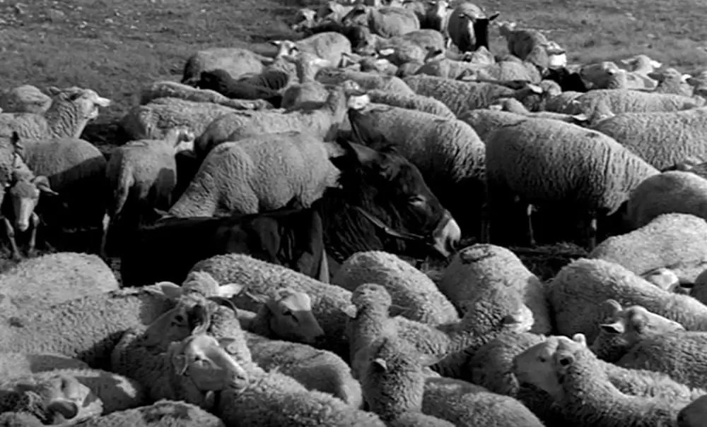 バルタザールどこへ行くの画像