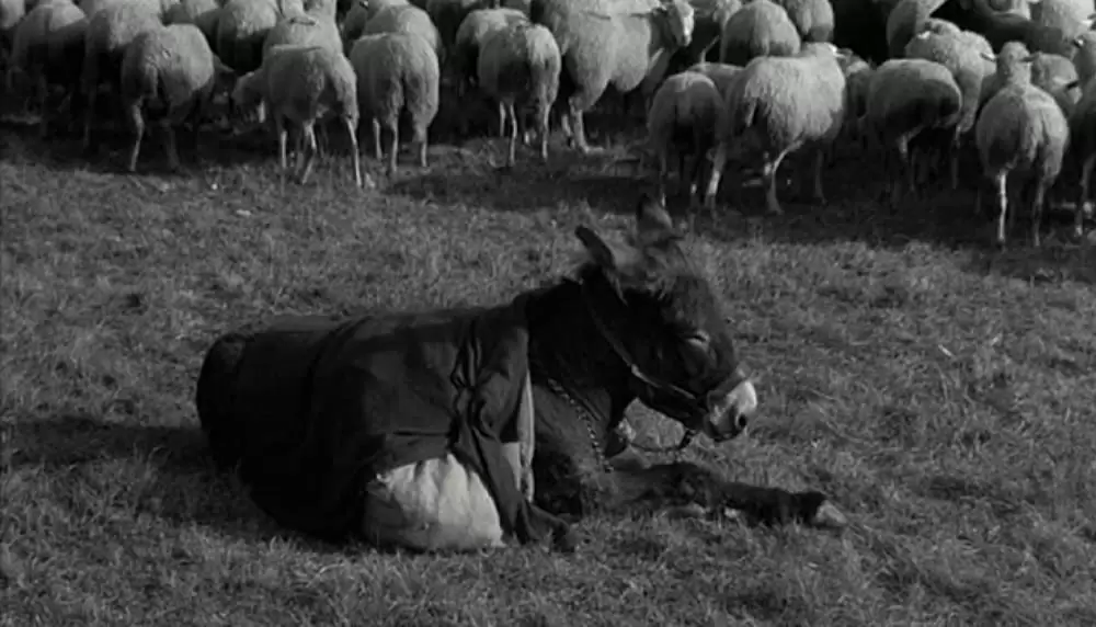 バルタザールどこへ行くの画像