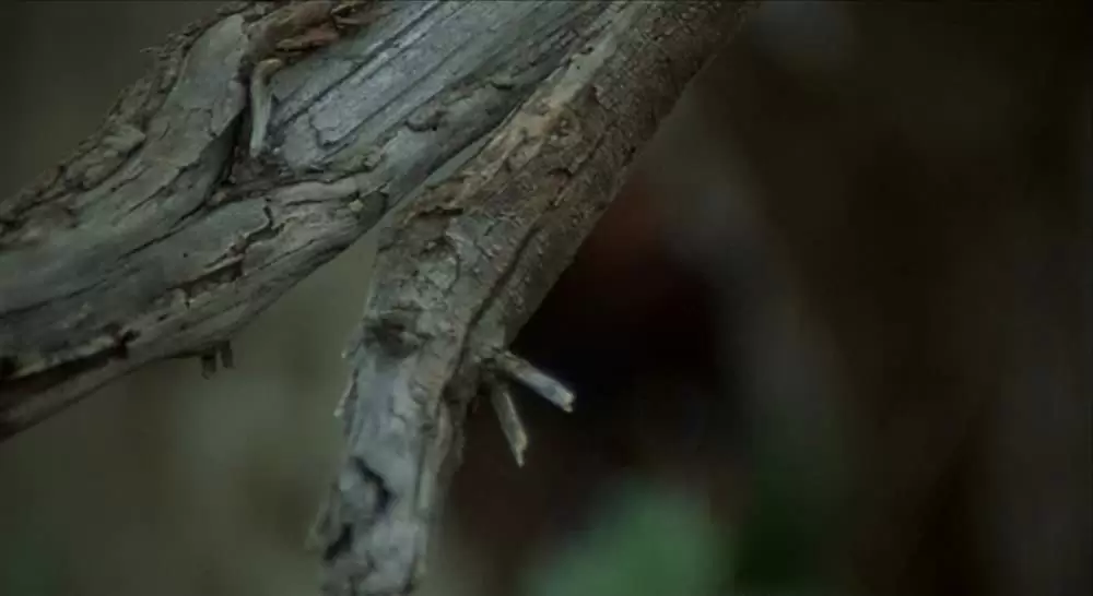 さすらいのカウボーイの画像