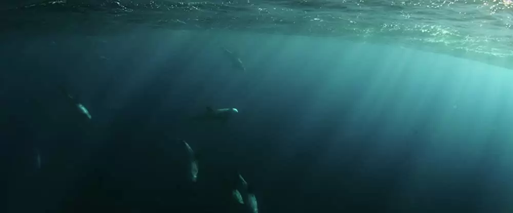 シー・フィーバー 深海の怪物の画像
