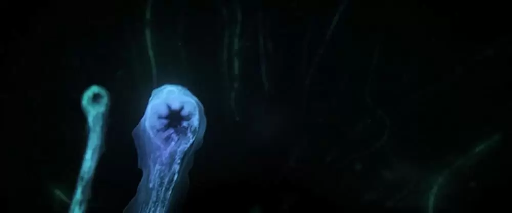 シー・フィーバー 深海の怪物の画像