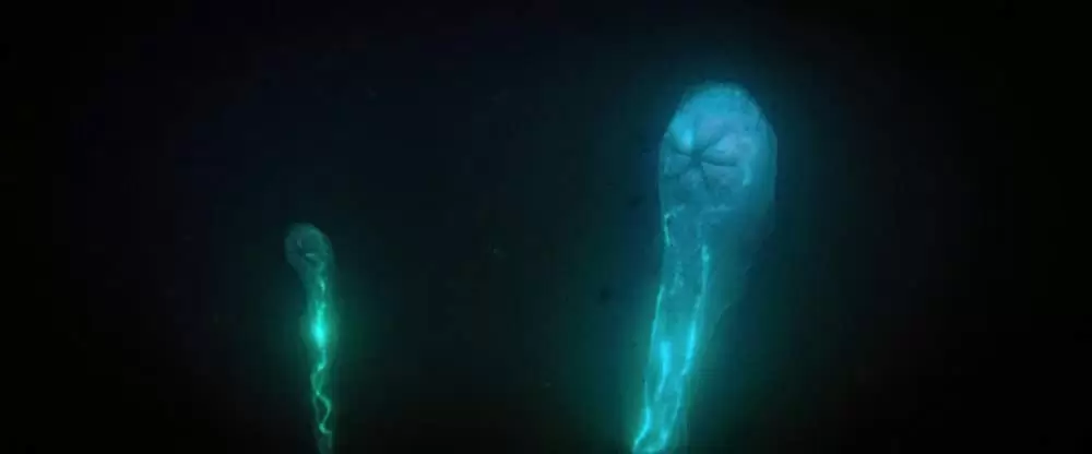 シー・フィーバー 深海の怪物の画像