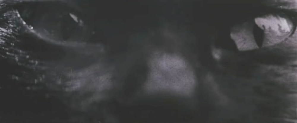 亡霊怪猫屋敷の画像