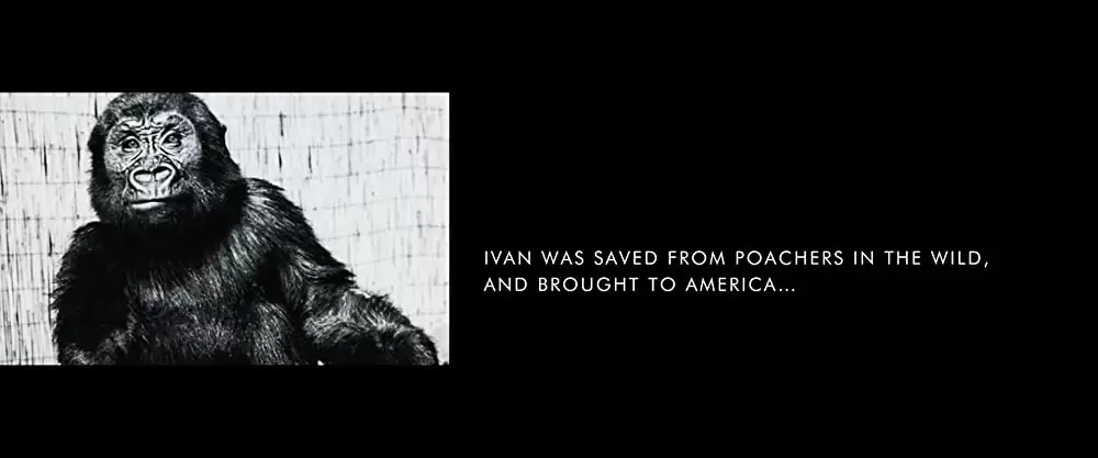 「ゴリラのアイヴァン」の画像