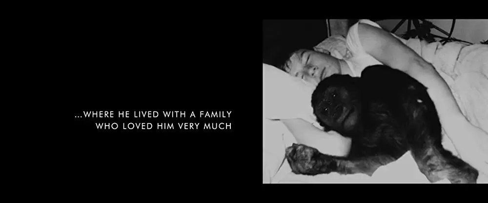 「ゴリラのアイヴァン」の画像