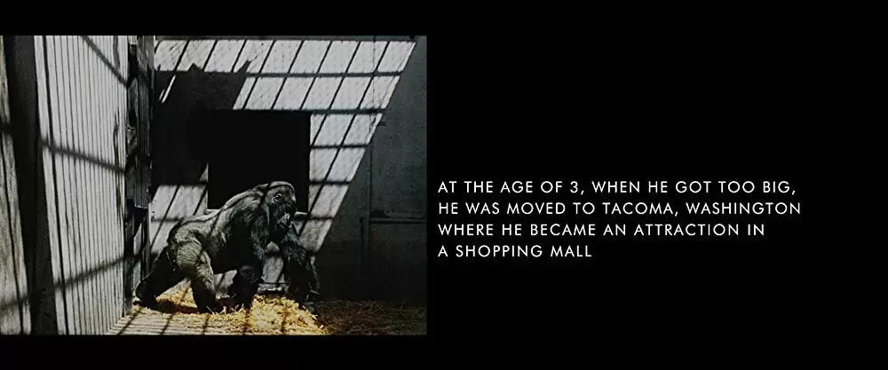 「ゴリラのアイヴァン」の画像