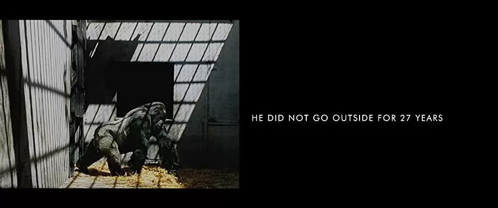 「ゴリラのアイヴァン」の画像