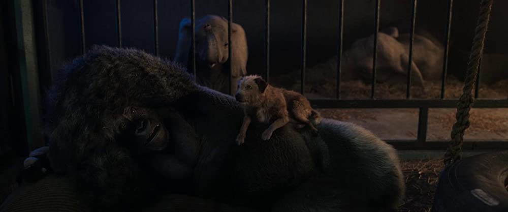 ゴリラのアイヴァンの画像