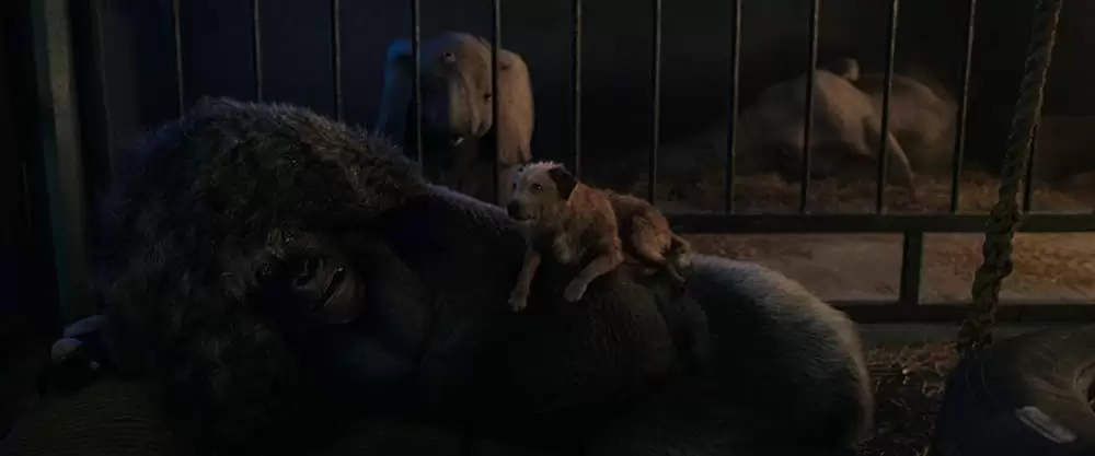 「ゴリラのアイヴァン」ダニー・デビート & アンジェリーナ・ジョリー & サム・ロックウェル & ブルックリン・プリンスの画像