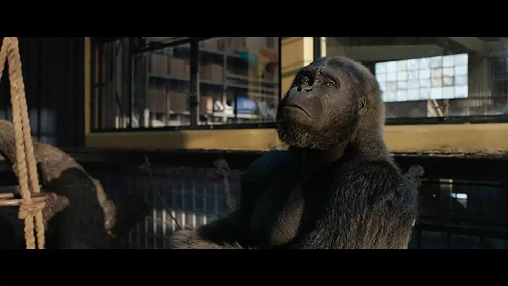 「ゴリラのアイヴァン」サム・ロックウェルの画像