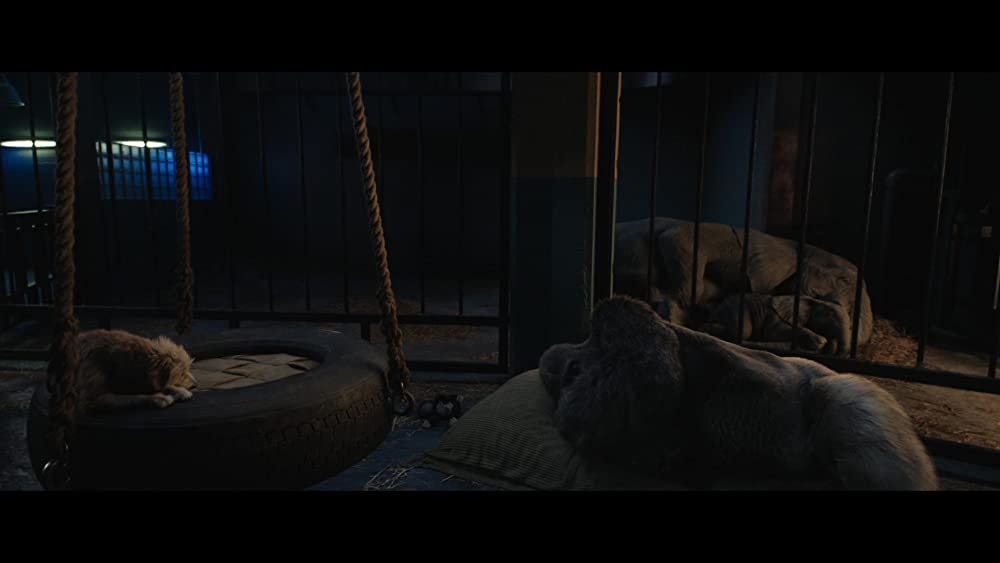 ゴリラのアイヴァンの画像