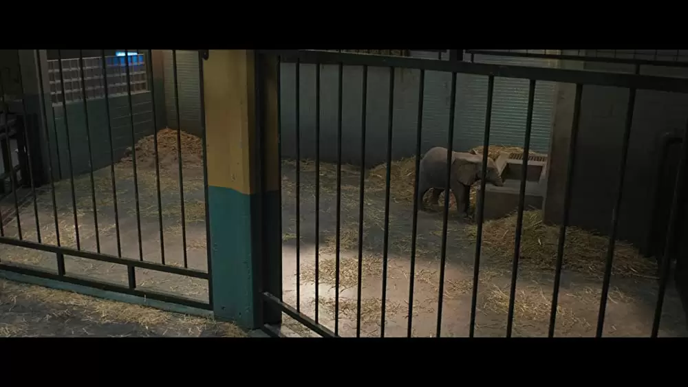 「ゴリラのアイヴァン」ブルックリン・プリンスの画像