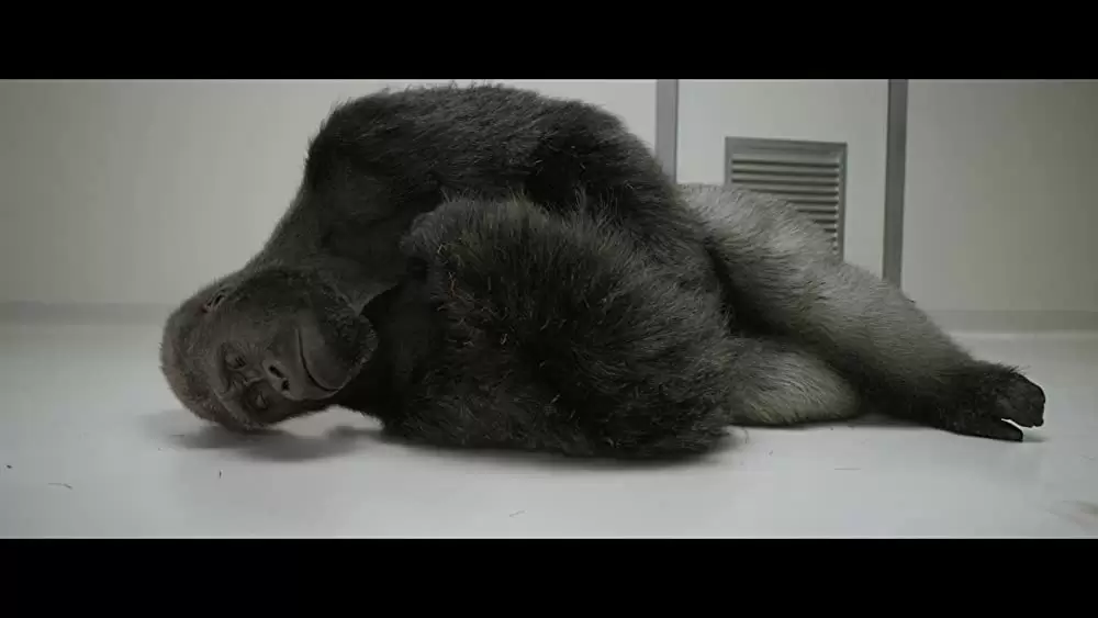 「ゴリラのアイヴァン」サム・ロックウェルの画像